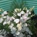 Букет из роз, орхидеи и эустомы