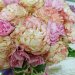 Букет пудровых и розовых роз